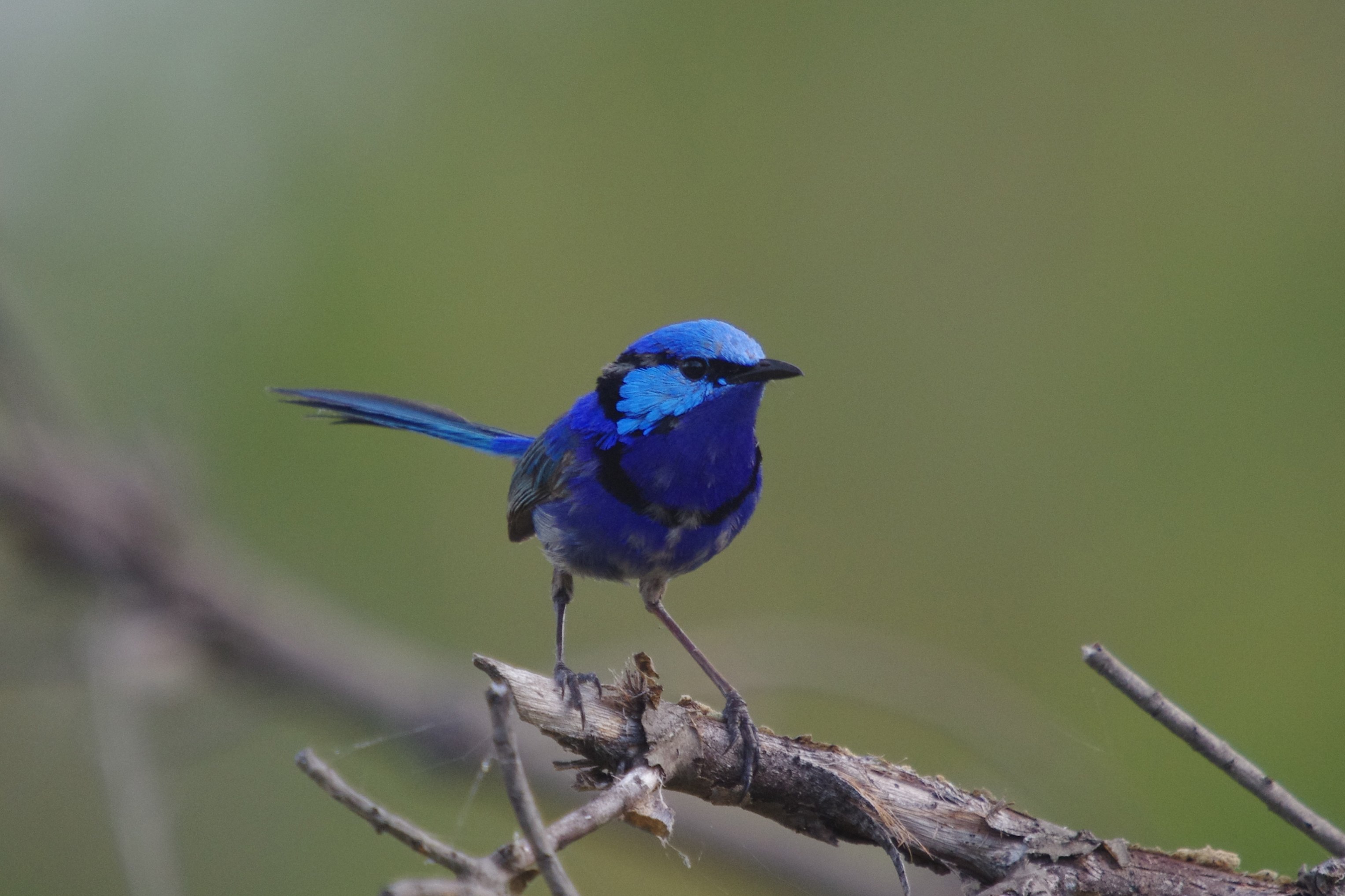 Splendid fairywren